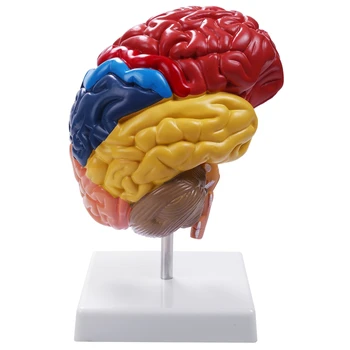 Анатомическая модель головного мозга Анатомия 1: 1 Половина ствола головного мозга Учебные лабораторные принадлежности